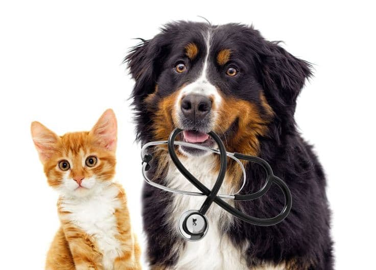 PawMatch safety and trust verification process