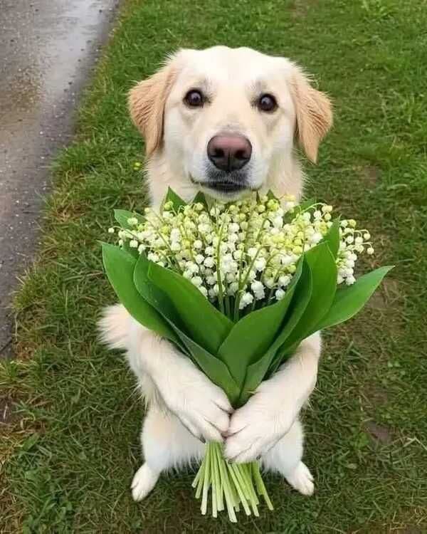 Happy pets background