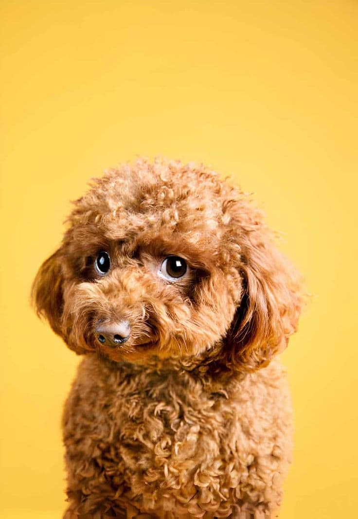 Happy pets playing together - Find your pet's perfect match on PawMatch