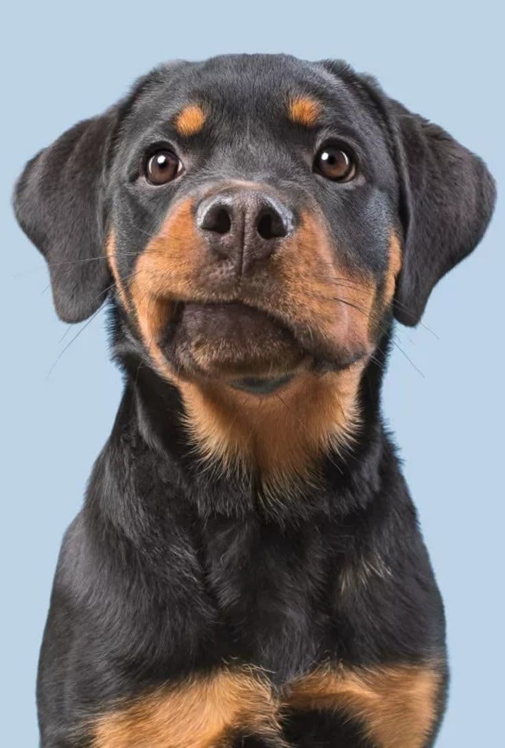 Discover Nearby Pets